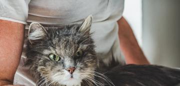 Как да разпознаем болката при старееща котка