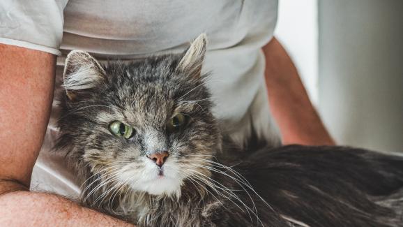 Как да разпознаем болката при старееща котка