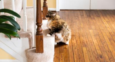 Котка у дома