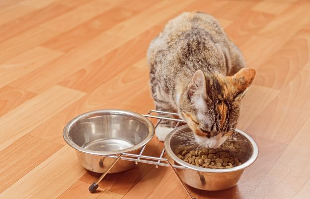 котка яде от висока купа за храна