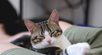 котка между краката на стопанин