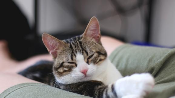 3 причини, поради които котката спи между краката ви