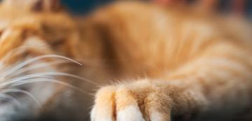 5 причини, поради които котките имат нужда да драскат