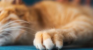 котка драска