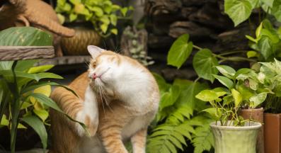 коте се чеше