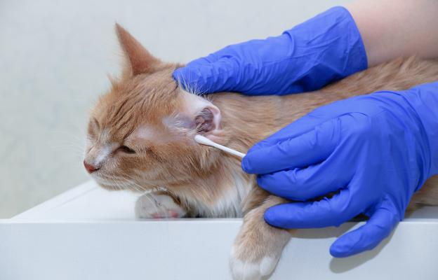 котка ветеринарен лекар