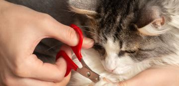 Трябва ли задължително да режем ноктите на котката и какво се случва, ако не го правим