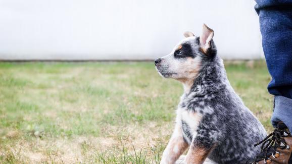 10 важни неща, на които да научите малкото кученце