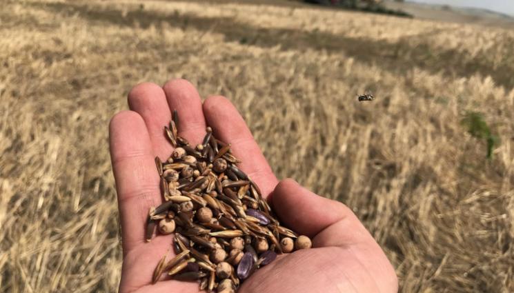 агро - Агро Телеграф: Слънцето стига за късните ябълки и круши