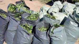 Иззеха над 330 кг марихуана край Пазарджик съобщиха от МВР