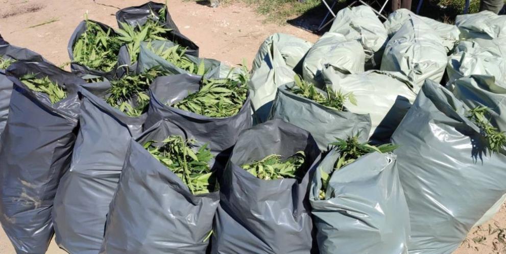 Иззеха над 330 кг марихуана край Пазарджик, съобщиха от МВР.