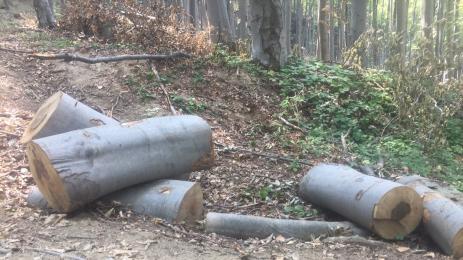 дърва огрев