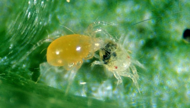 кърлежи акари - Агро Телеграф: Отглеждат кърлежи, за да изяждат вредителите
