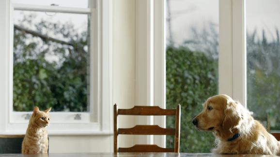 Котка и куче