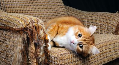 котка и пакости