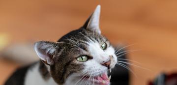 3 причини, поради които мяукането на котката е слабо и дрезгаво