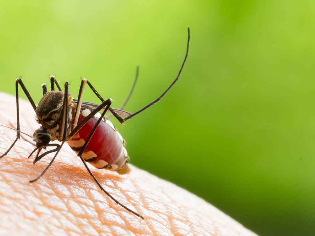 Вирусът от долината на Каш инфекция пренасяна от комари