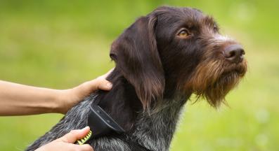 куче козина разресване