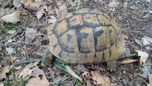 Шипоопашата костенурка бе освободена на територията на природен парк Сините