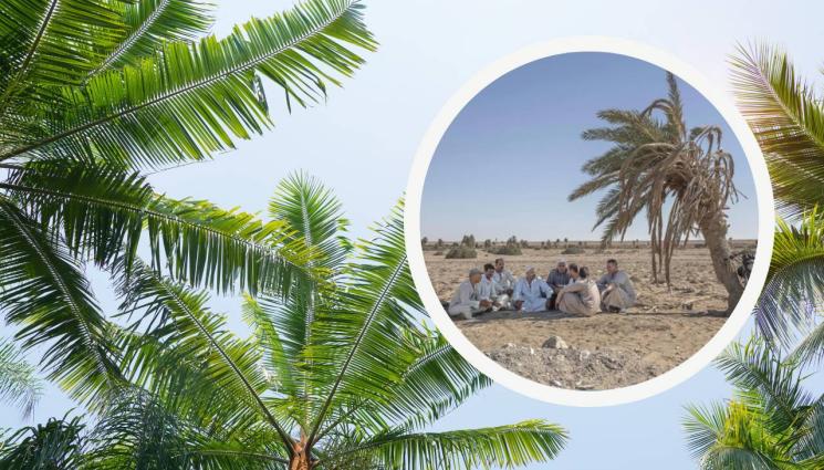 палми - ЗАПЛАХА: Половината от палмите по света пред изчезване