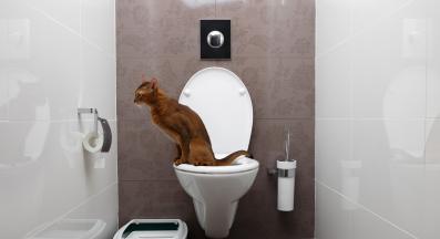 котка използва човешка тоалетна