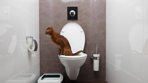 котка използва човешка тоалетна