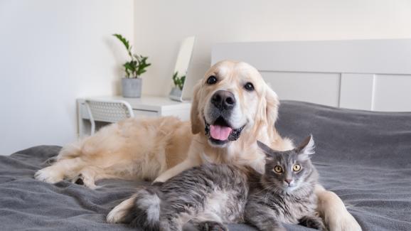 10 породи кучета, които се разбират добре с котки