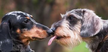 Как кучетата общуват помежду си