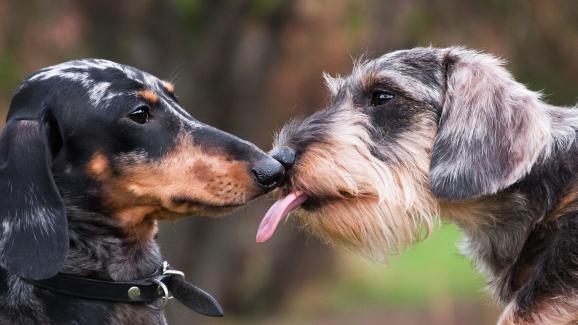 Как кучетата общуват помежду си
