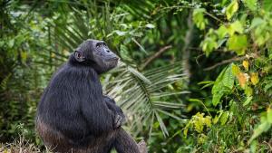 Най старото шимпанзе в Гвинея почина предаде АФП Шимпанзето е било