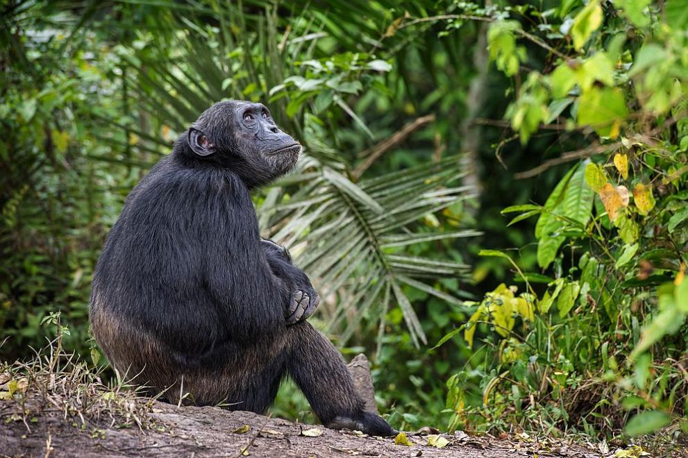 Най-старото шимпанзе в Гвинея почина, предаде АФП. Шимпанзето е било