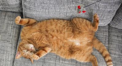 Оранжева котка