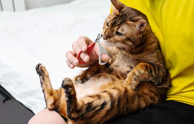 Изрязване на нокти на Бенгалска котка