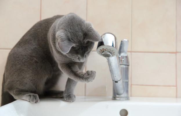 котка пие вода с лапа