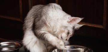 Защо котката ми пие вода, като потапя лапата си в купата