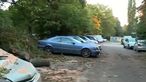 30 метрово дърво смаза няколко автомобила в столичния квартал Гоце Делчев