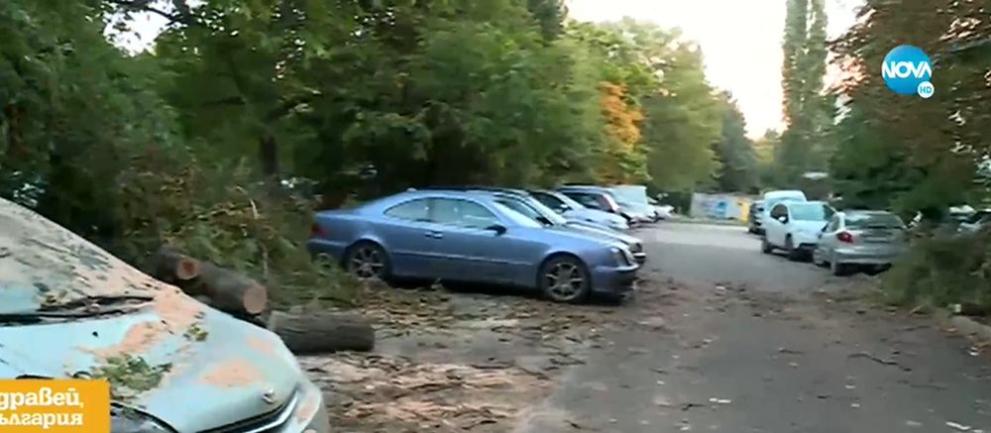 30-метрово дърво смаза няколко автомобила в столичния квартал Гоце Делчев.