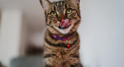 котка се облизва