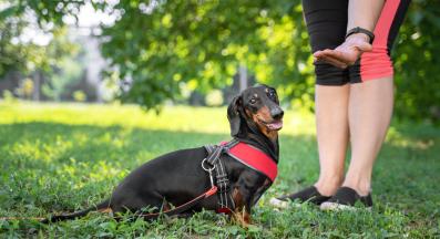 куче дресура