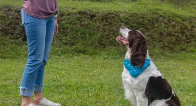 куче дресура