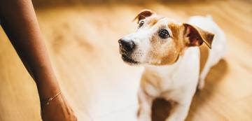 8 причини защо кучето не ви слуша