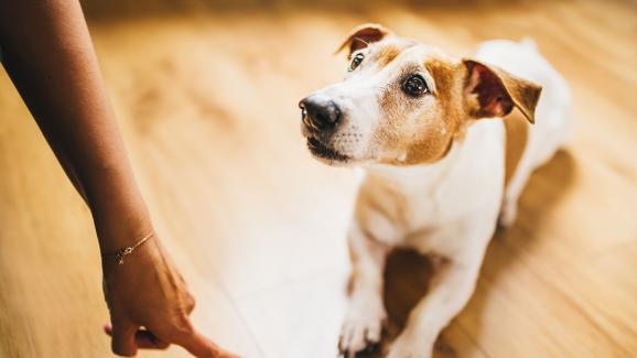 8 причини защо кучето не ви слуша