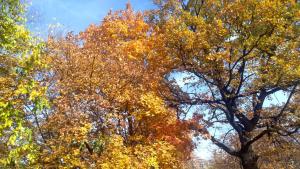 есен листа време дървета