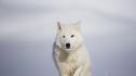 Зоологическа градина в Китай показва клонирано полярно вълче (СНИМКИ/ВИДЕО)