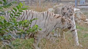 Три бенгалски тигъра един мъжки и два женски два леопарда