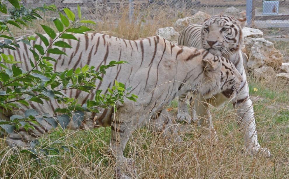 Три бенгалски тигъра - един мъжки и два женски, два леопарда