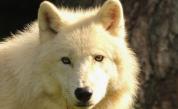 Зоологическа градина в Китай показва клонирано полярно вълче (ВИДЕО)