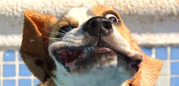 10 от най-смешните неща, които кучетата правят (В СНИМКИ)