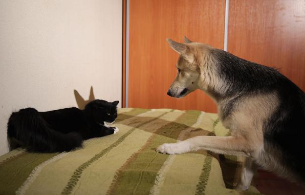 куче и котка