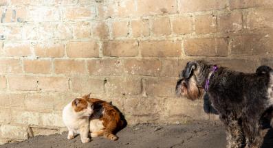 куче и котка